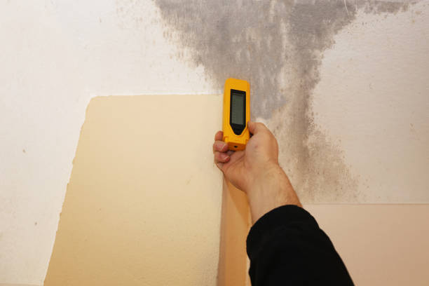 Best Crawl Space Mold Remediation  in Clearfield, UT