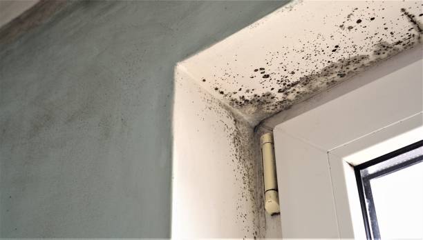 Mold Remediation for Rental Properties in Clearfield, UT