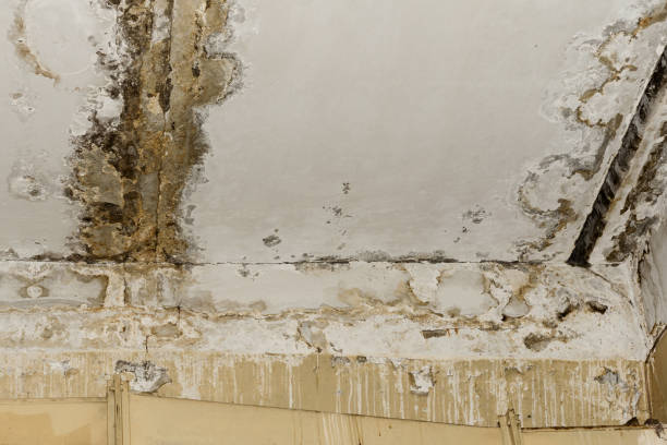 Best Basement Mold Removal  in Clearfield, UT