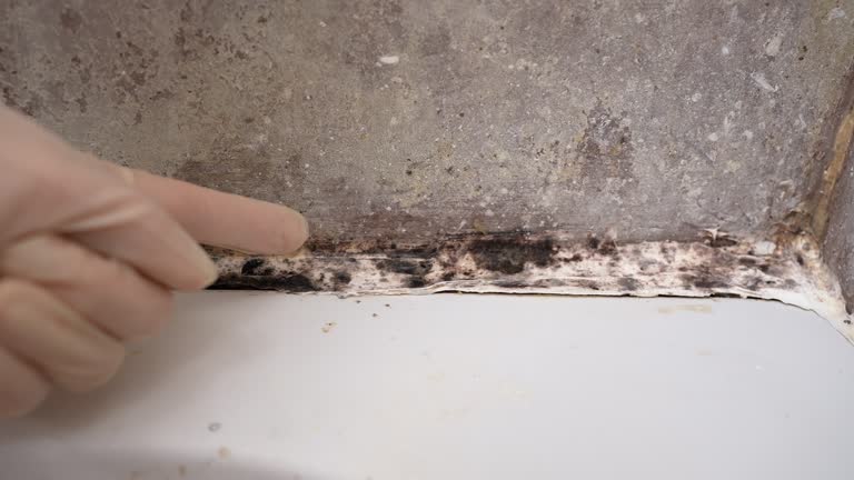 Biohazard Mold Removal in Clearfield, UT